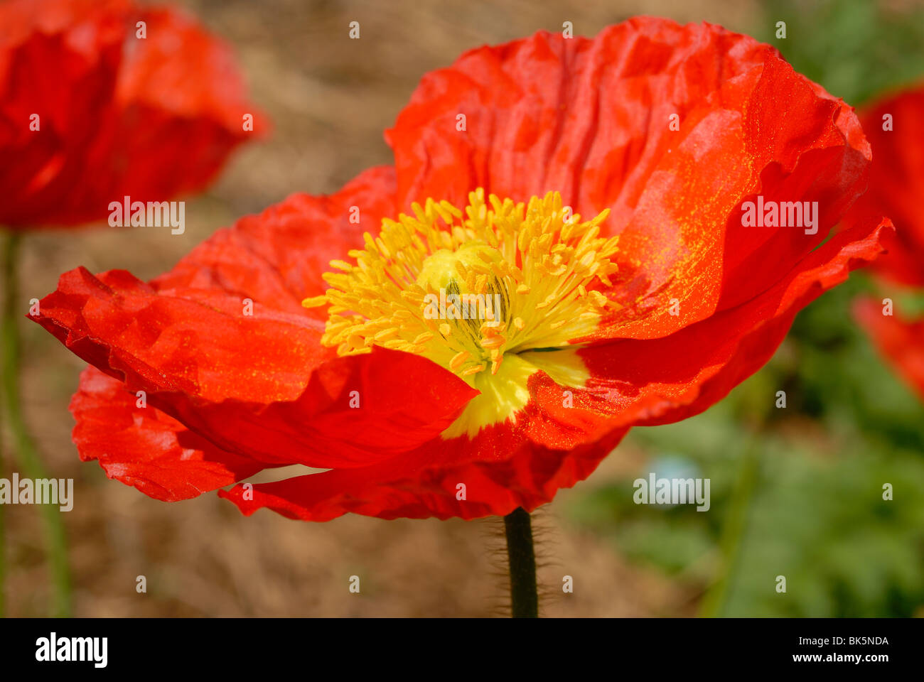 Poppy flower blooming in the Dallas Arboretum Park, Texas Stock Photo