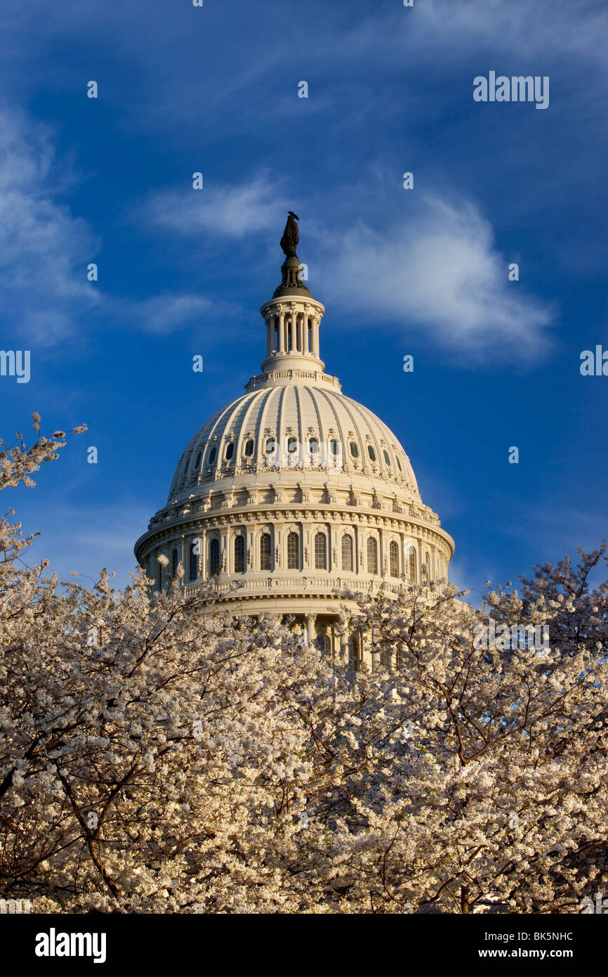 Us capitol building washington dc cherry blossom spring hi-res stock ...