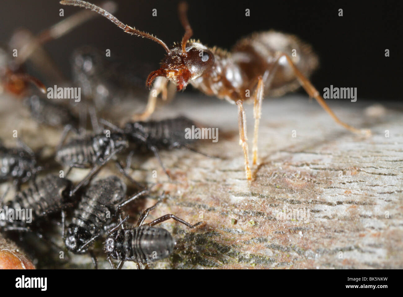 Ants (Lasius niger, Black Garden Ant) tending to aphids (Lachnus roboris) on an oak tree. The ant defends the aphids. Stock Photo