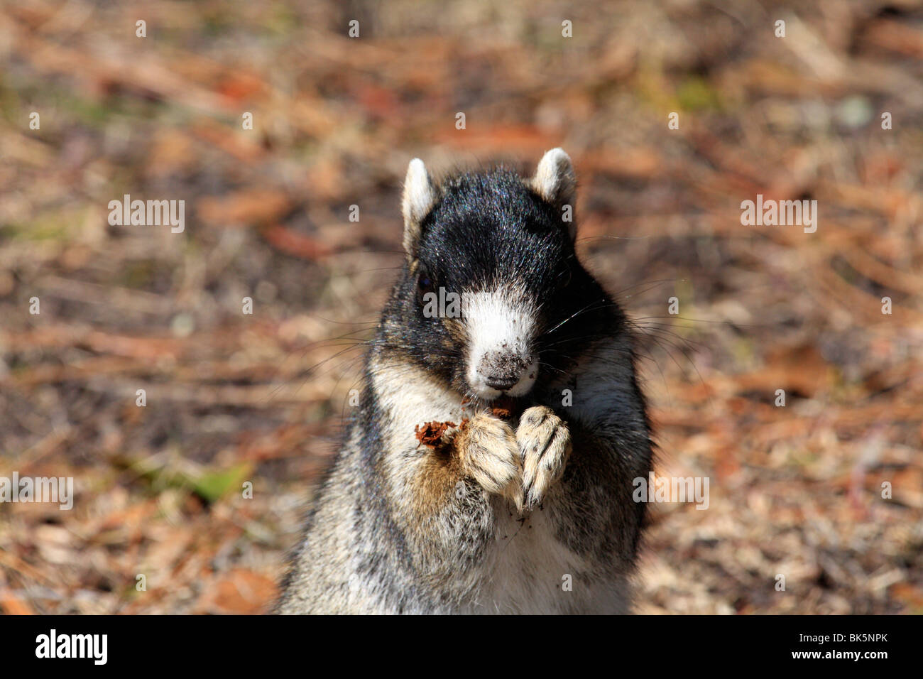 Fox squirrel (Sciurus niger), South Carolina Stock Photo - Alamy