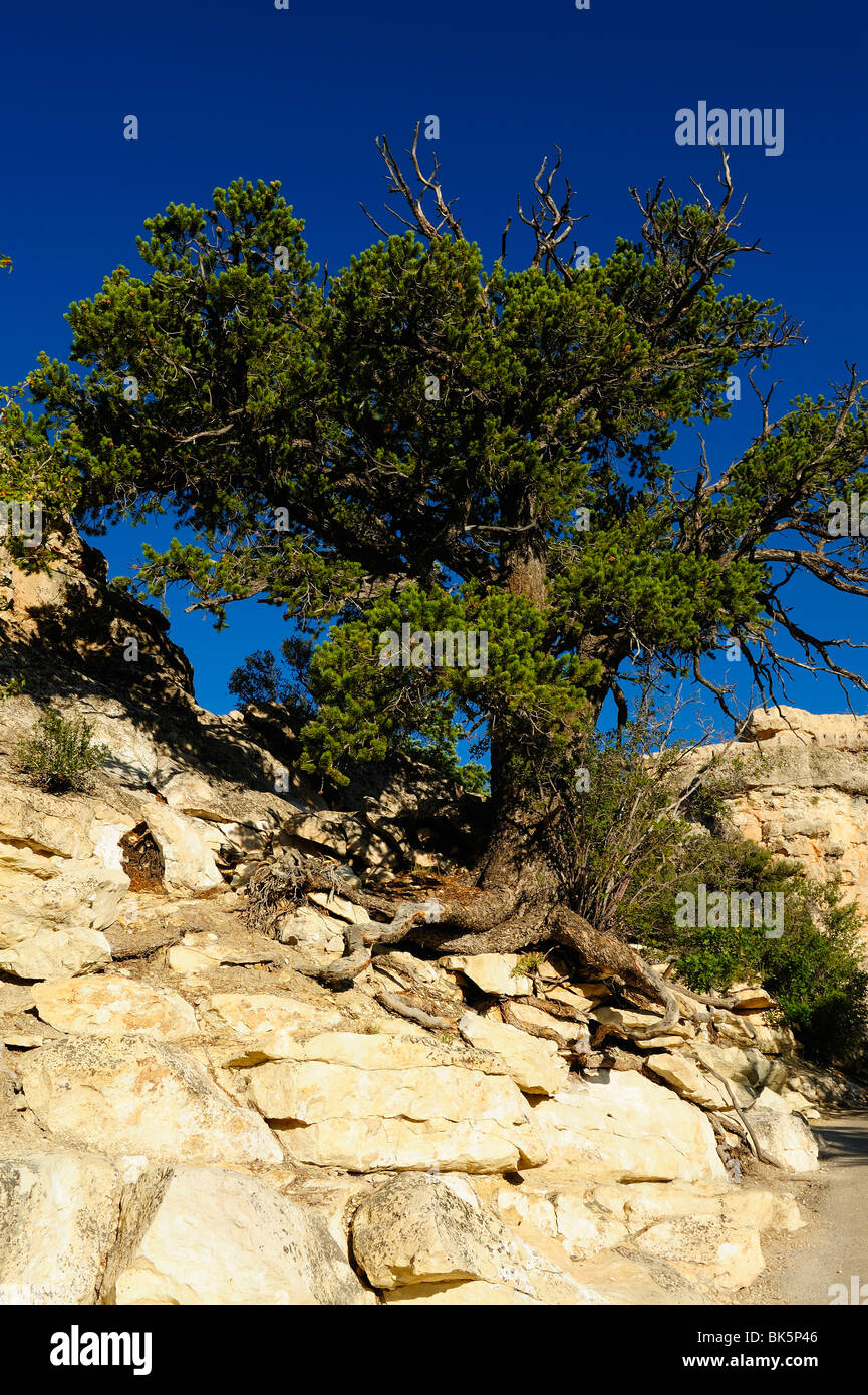 Tree growing on the edge of Grand Canyon, Arizona, USA Stock Photo