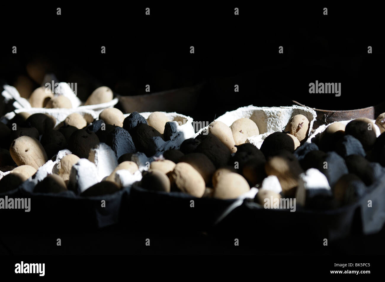 Stock photo of potatoes being chitted in old eggboxes. Stock Photo