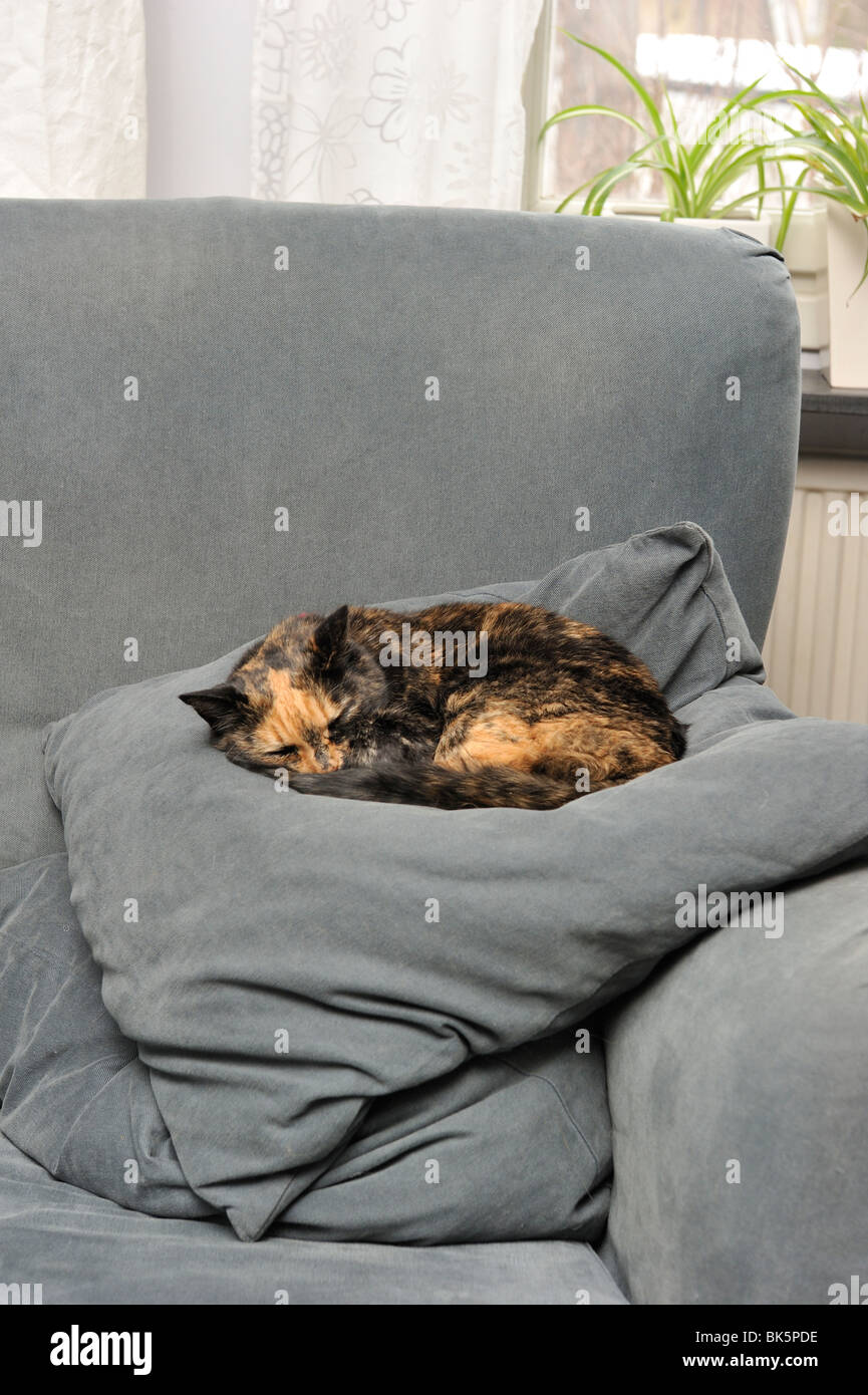 Cat sleeping on a pillow Stock Photo Alamy