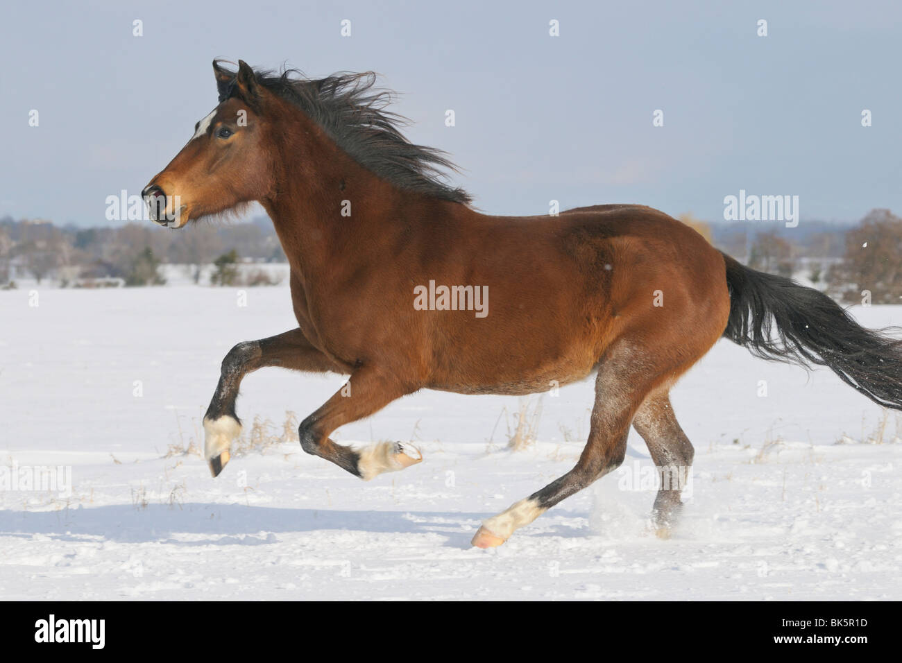Paso Fino horse galloping in snow Stock Photo Alamy
