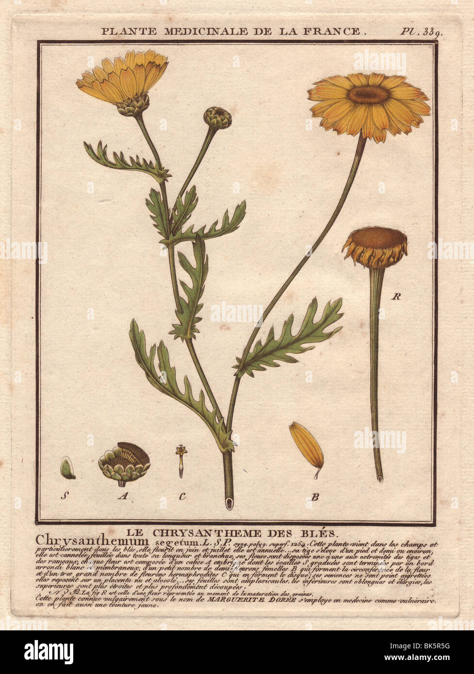 Corn marigold or corn daisy (Glebionis segetum)  Le chrysantheme des bles (Chrysanthemum segetum) Stock Photo
