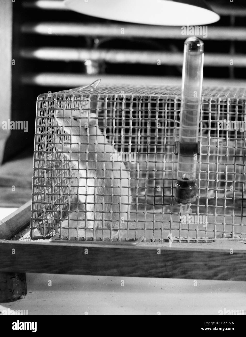 Close-up of a mouse in a cage Stock Photo