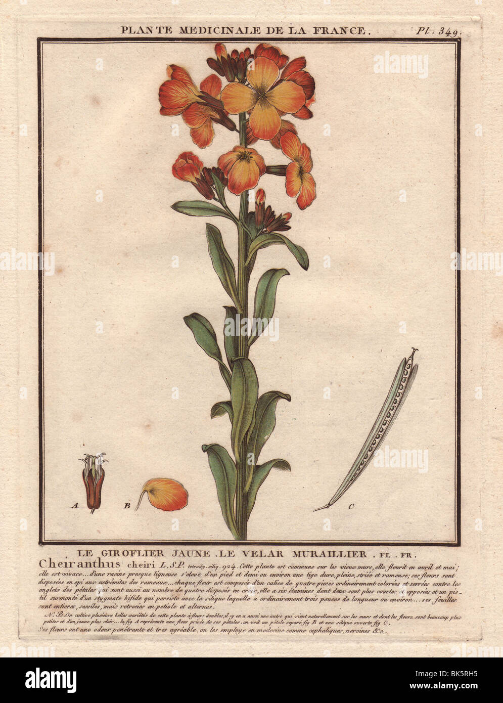 Erysimum cheiri (syn. Cheiranthus cheiri) or Aegean wallflower Stock Photo