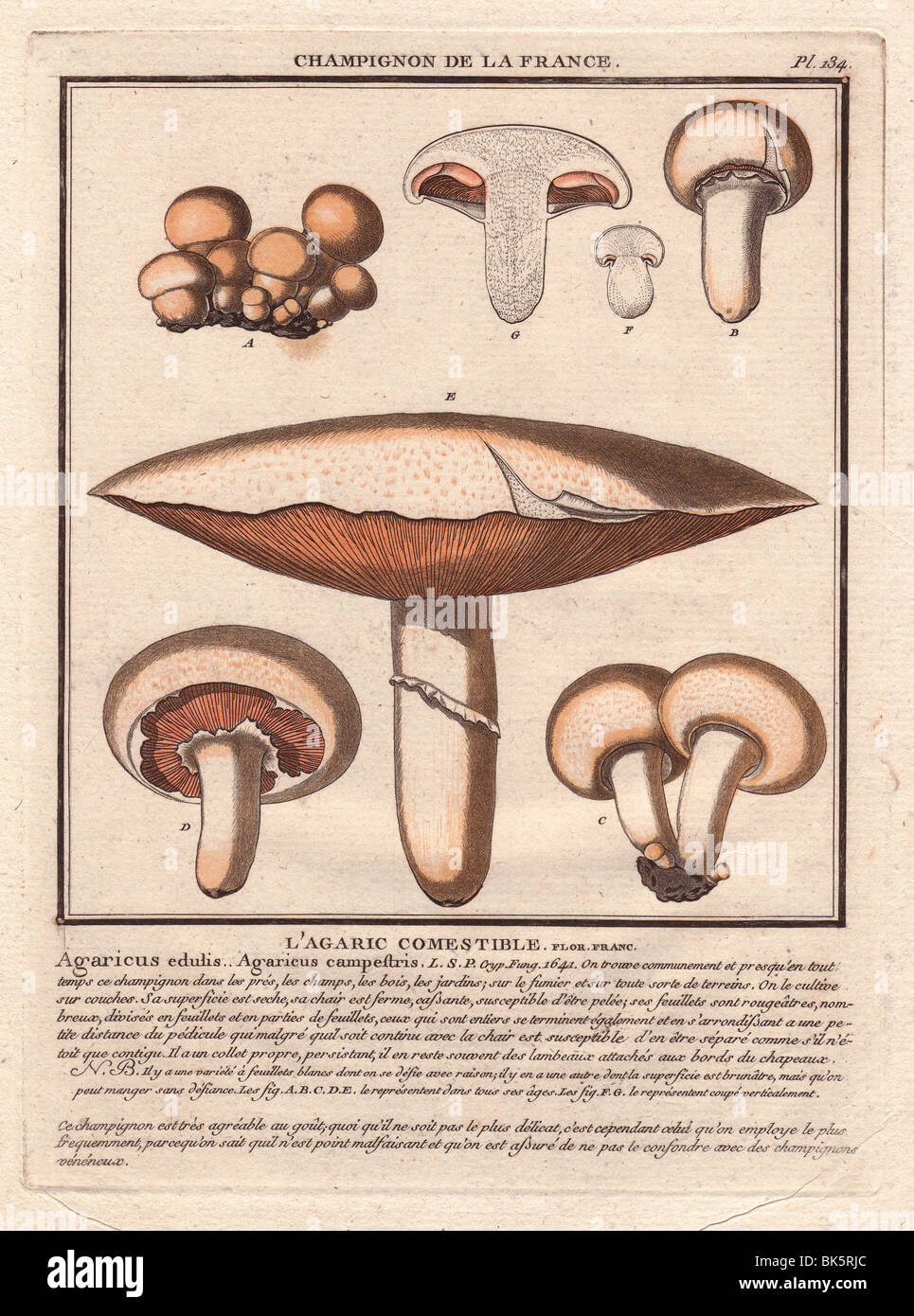 Field mushroom (Agaricus campestris, Agaricus edulis Stock Photo - Alamy