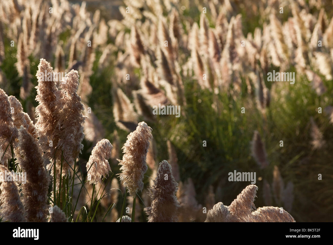 Pampas Grass Stock Photo