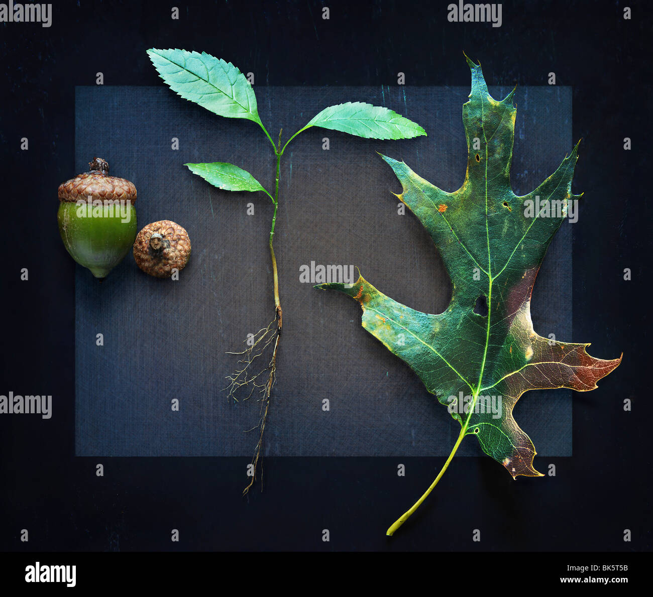 Three Stages of Oak Tree Growth with Acorn, Root and Leaf Stock Photo