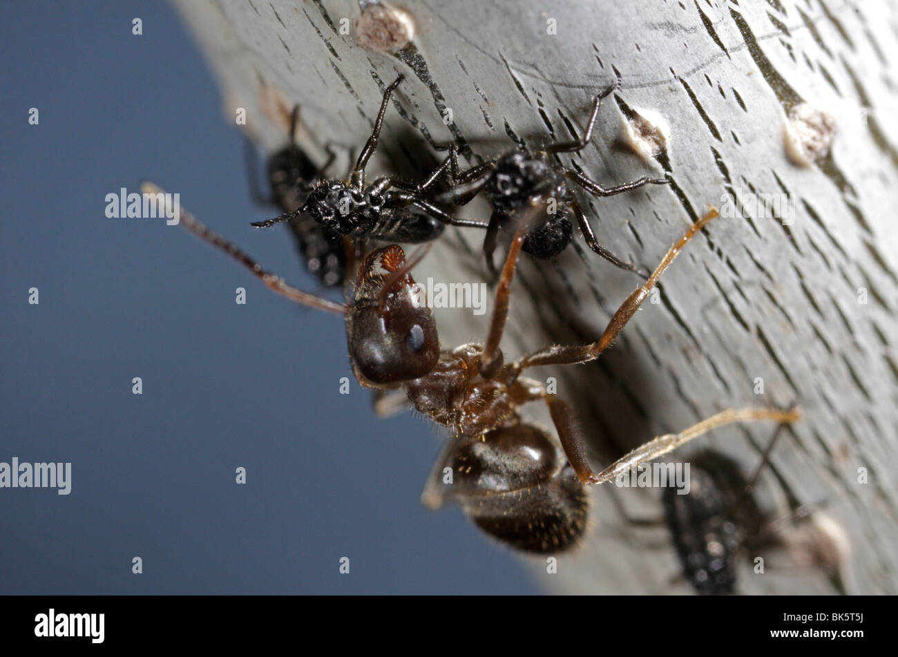 Ants (Lasius niger, Black Garden Ant) tending to aphids (Lachnus roboris) on an oak tree Stock Photo