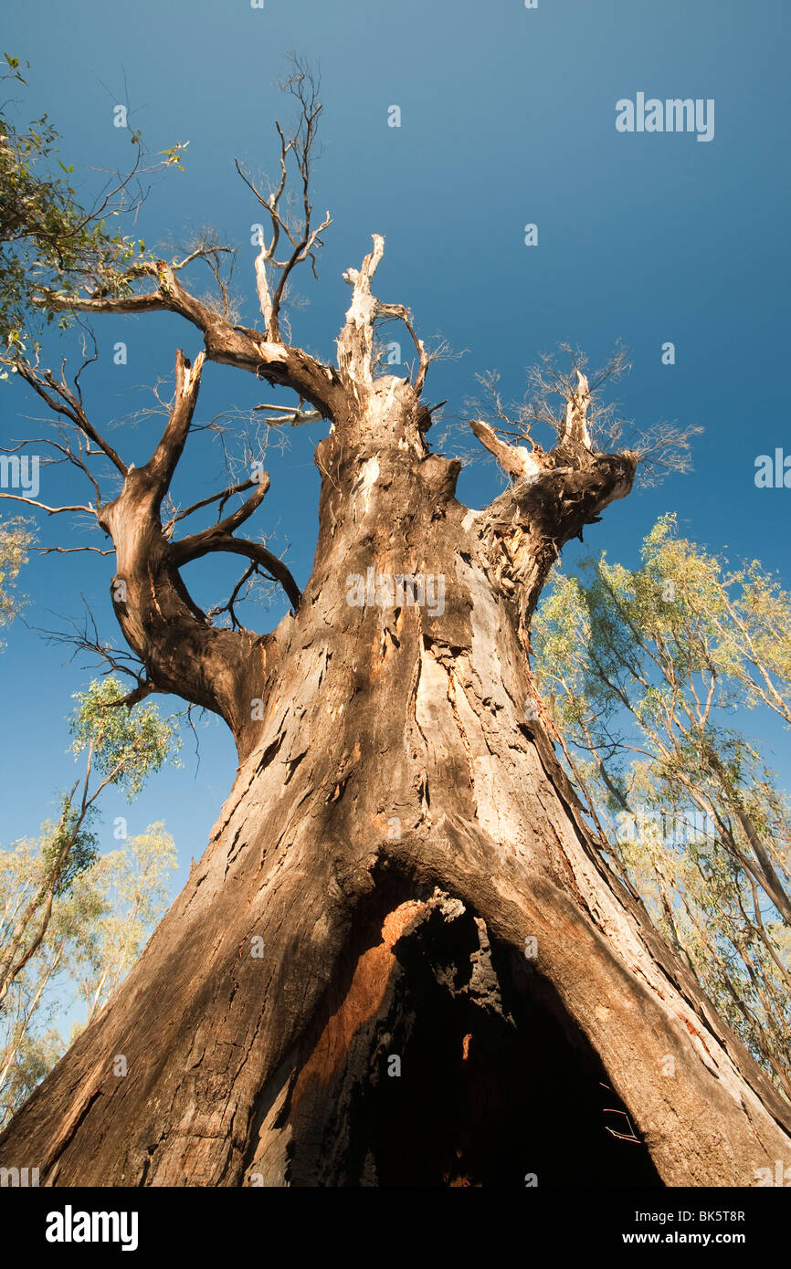 Red Gum trees dying due to the ongoing drought near Echuca, Australia
