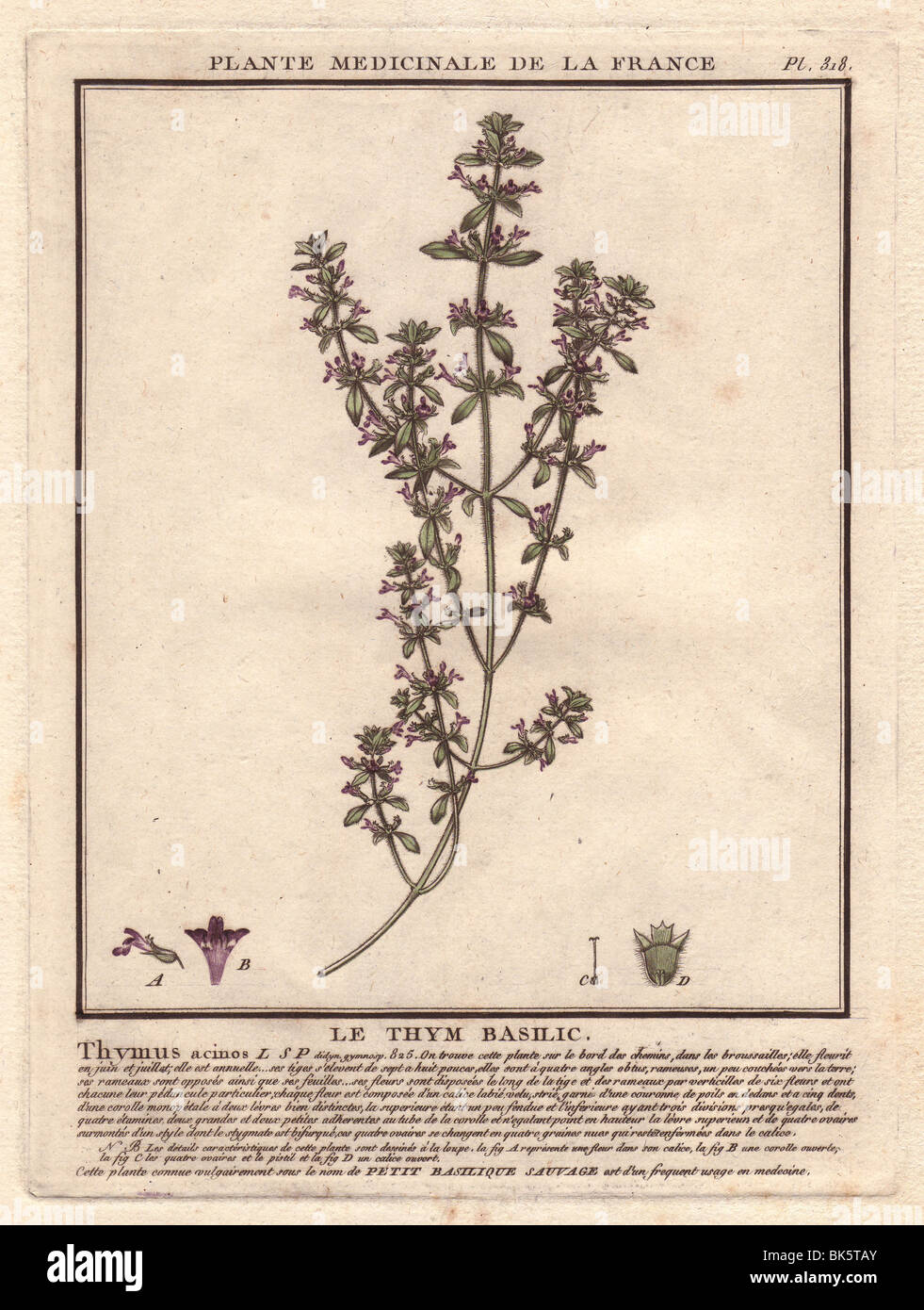 Basil thyme or wild basil (Acinos arvensis)  Thymus acinos Stock Photo