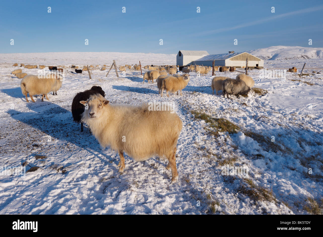 Icelandic sheep in winter, Reykjanes Peninsula near Krisuvik, Iceland, Polar Regions Stock Photo