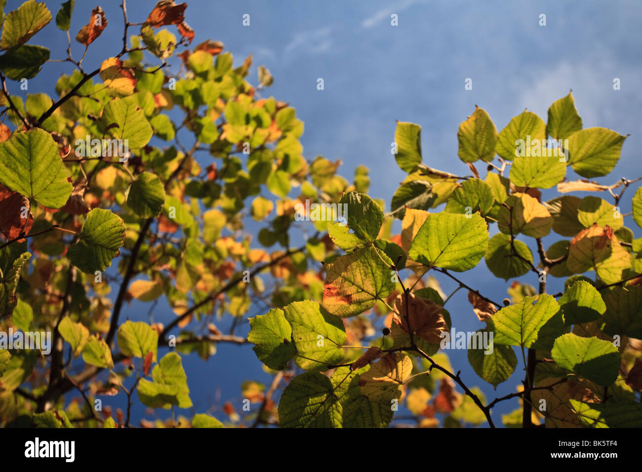 Autumn leaves on a branch Stock Photo - Alamy