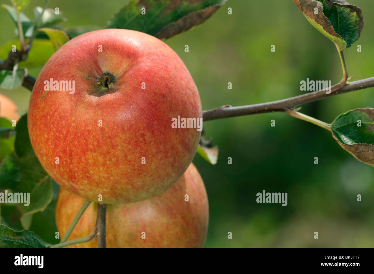 Domestic Apple (Malus domestica), variety: Geheimrat Oldenburg, apples on a tree. Stock Photo