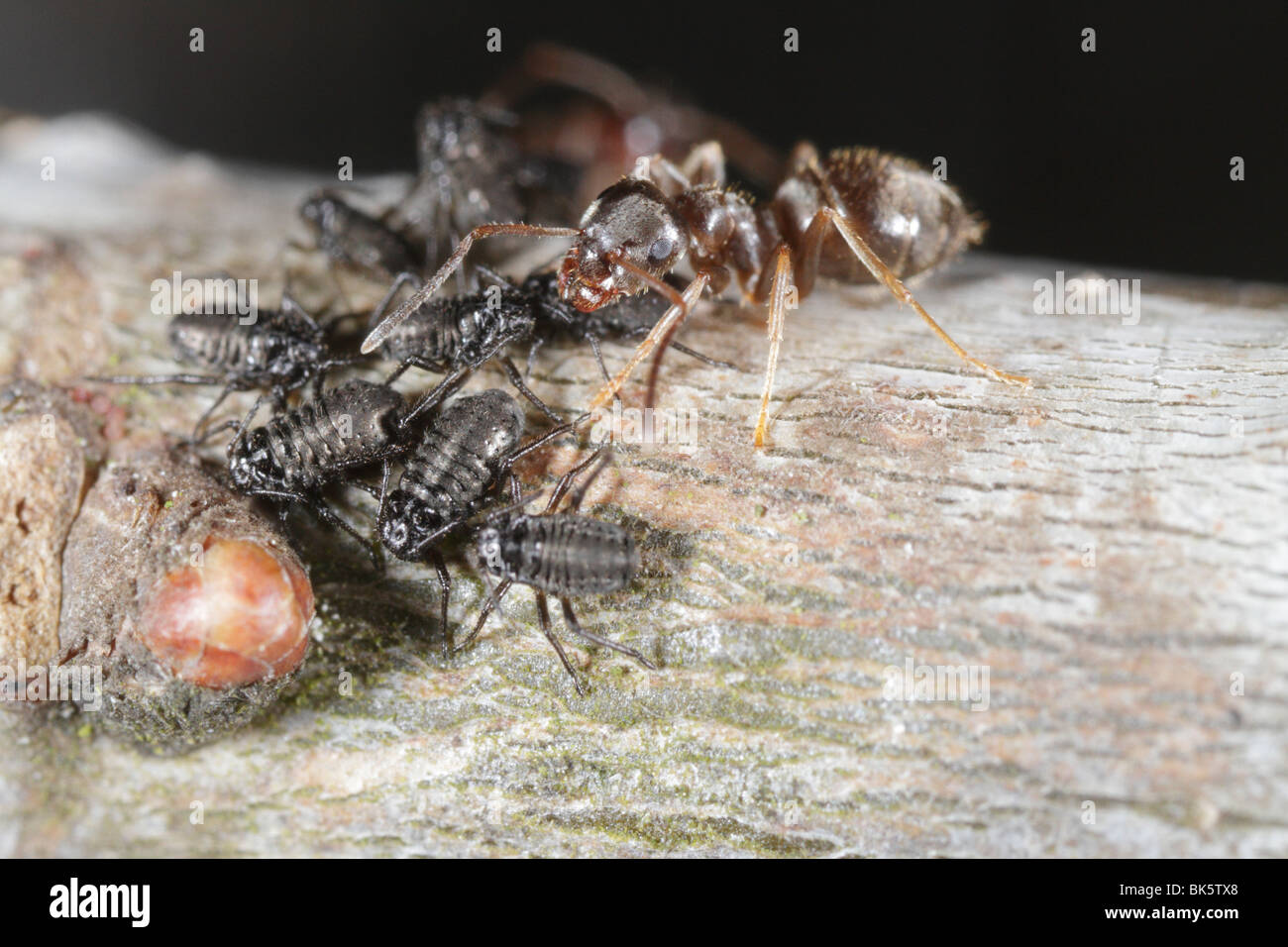 Ants (Lasius niger, Black Garden Ant) tending to aphids (Lachnus roboris) on an oak tree. The ant defends the aphids. Stock Photo