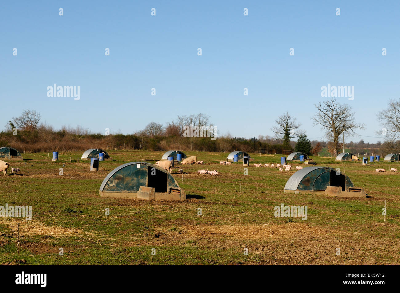 Stock photo of a free range pig farm in France. Stock Photo