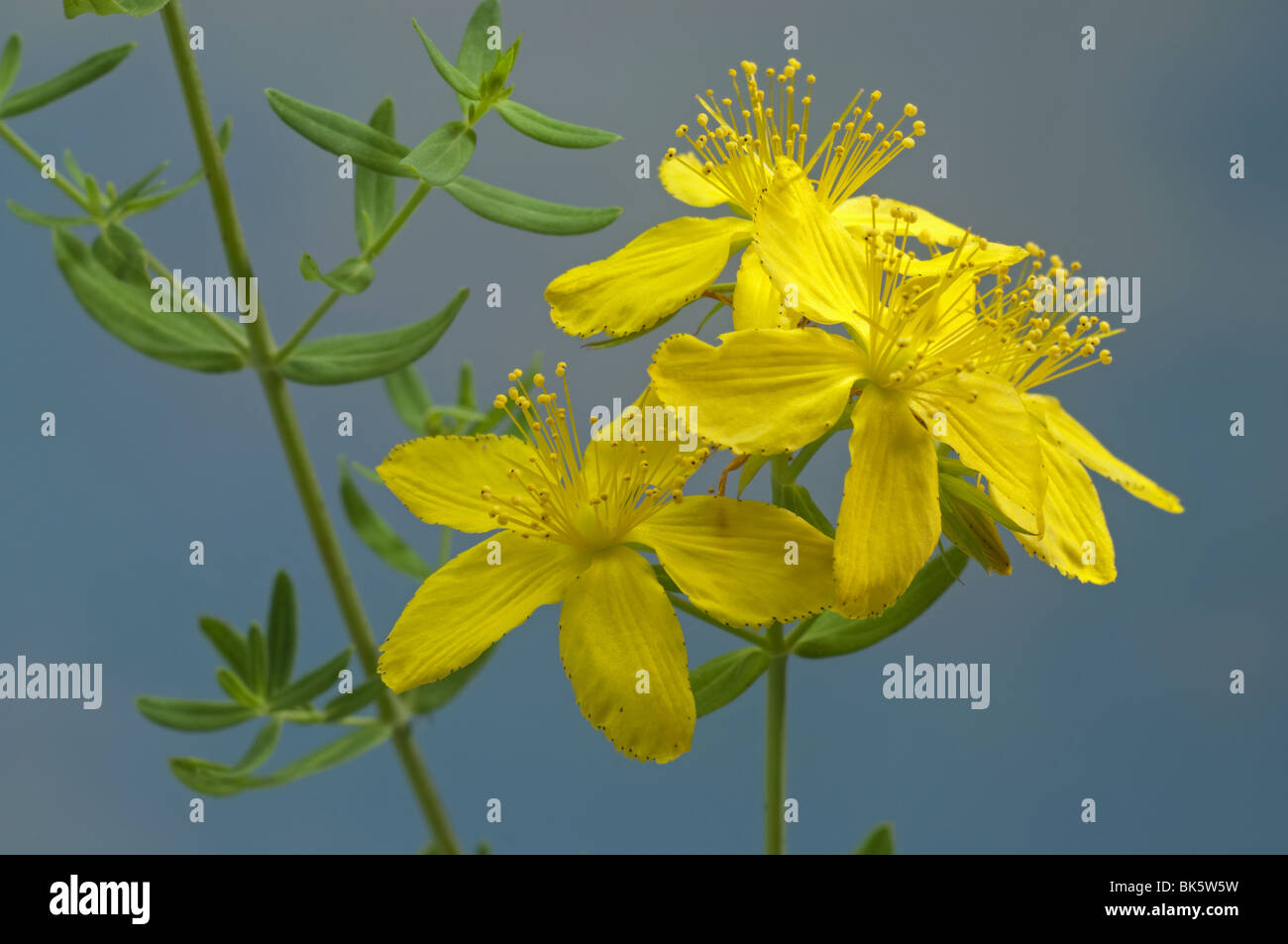 St.Johns Wort (Hypericum perforatum), flowering twig. Stock Photo
