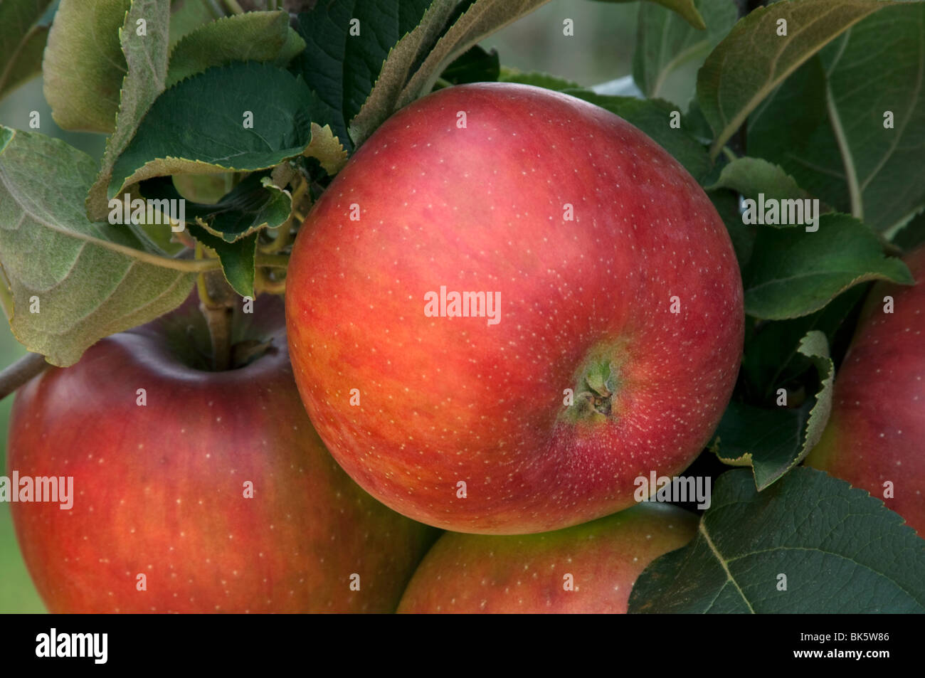 Domestic Apple (Malus domestica), variety: Kaiser Wilhelm, apples on a tree. Stock Photo