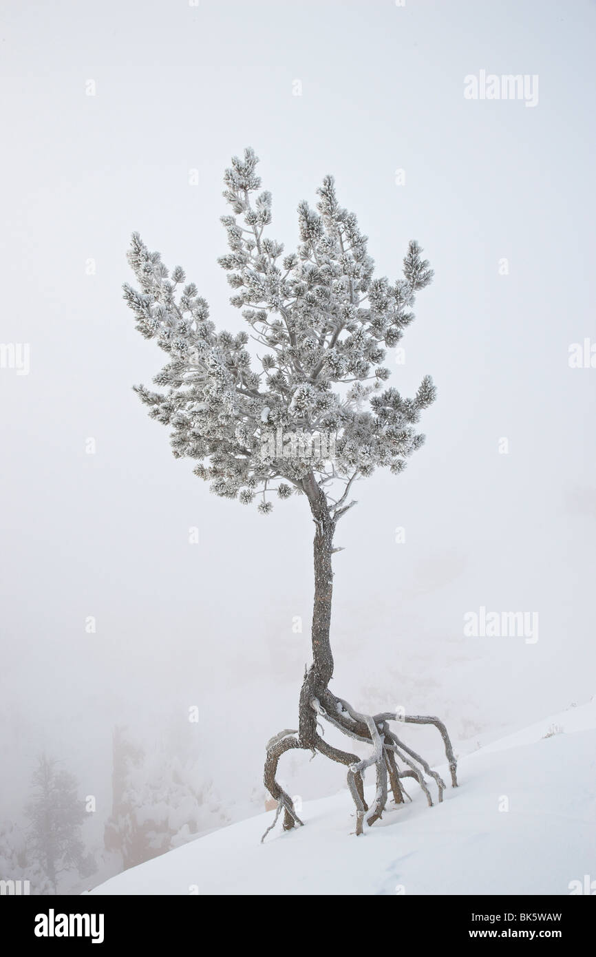Lone pine tree at Sunrise Point covered with hoar frost on a foggy morning, Bryce Canyon National Park, Utah, USA Stock Photo
