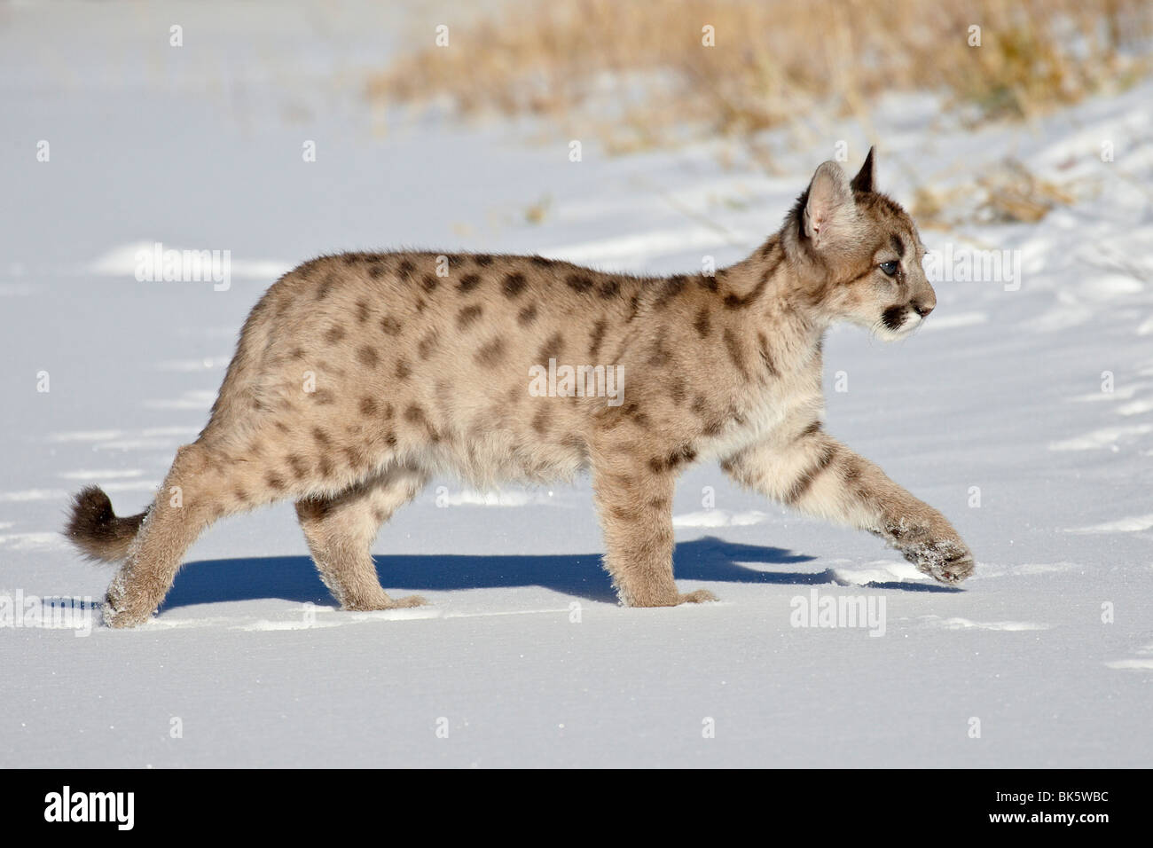 Captive mountain lion or cougar (Felis concolor) cub, near Bozeman, Montana, United States of America, North America Stock Photo