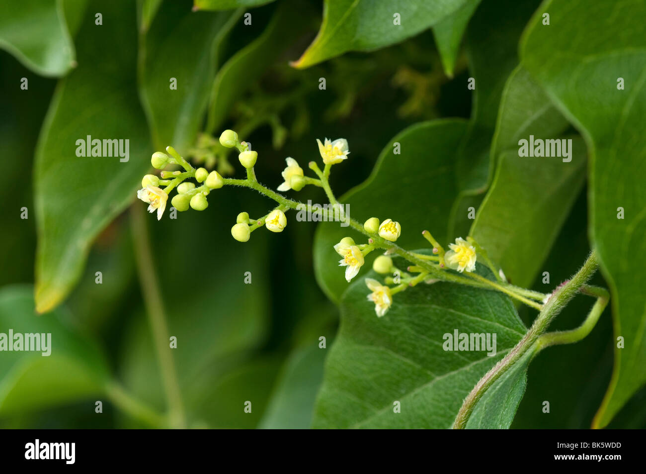 Korean Moonseed (Cocculus trilobus), flowering twig. Stock Photo