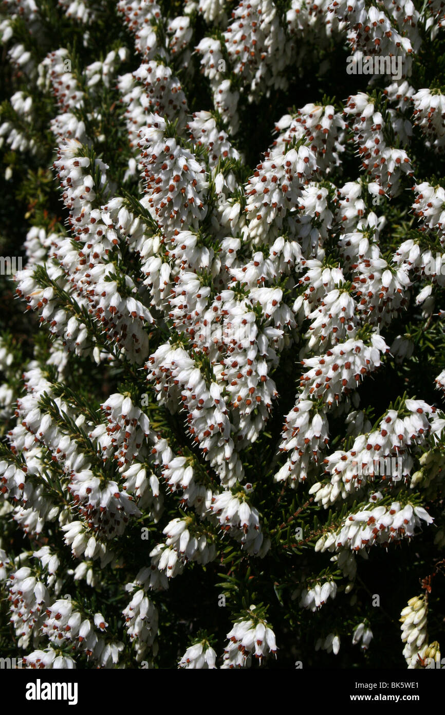 White Heather Erica Carnea Taken In West Kirby, Wirral Stock Photo