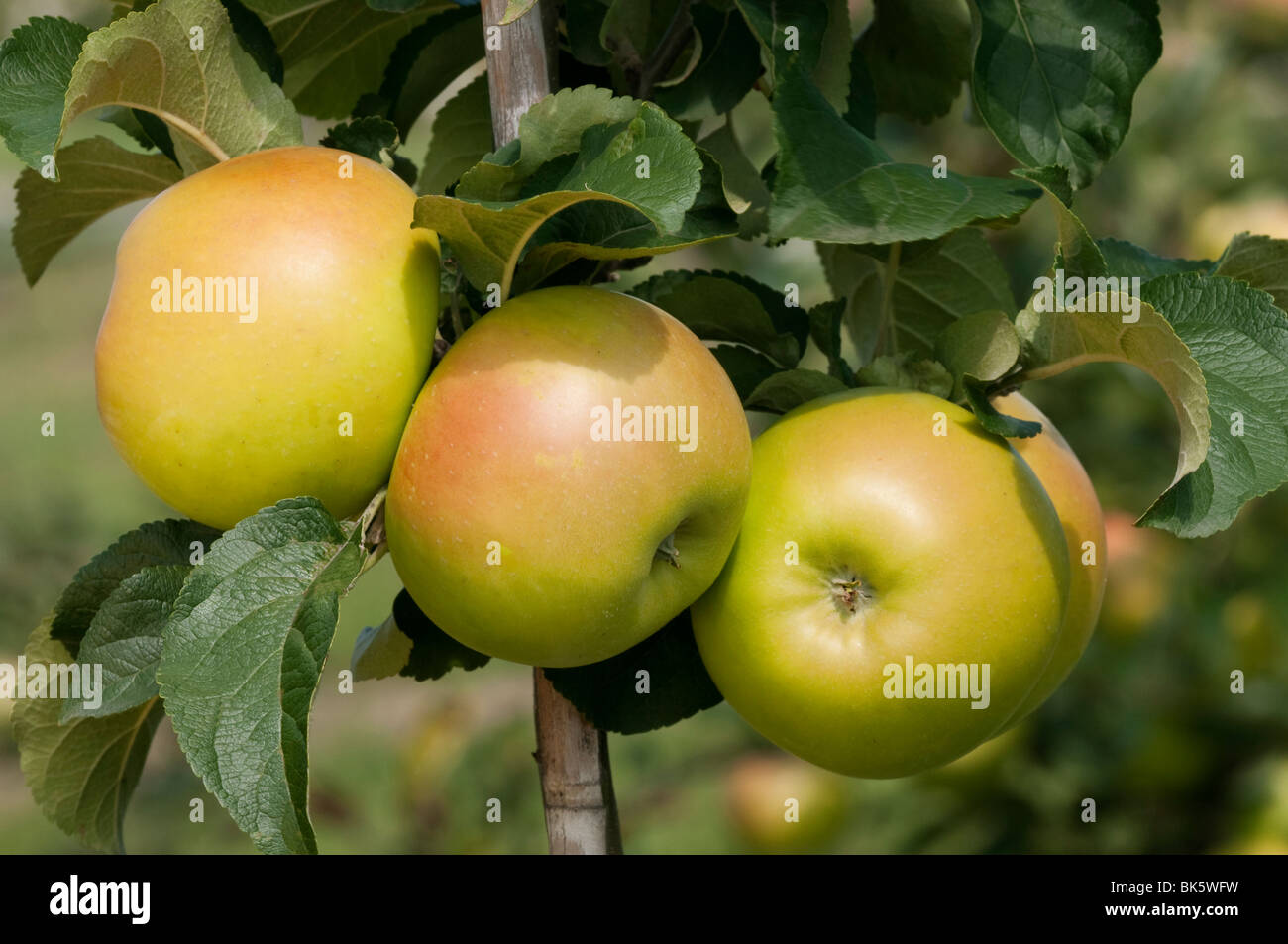Domestic Apple (Malus domestica), variety: Landsberger Renette, three apples on a tree. Stock Photo
