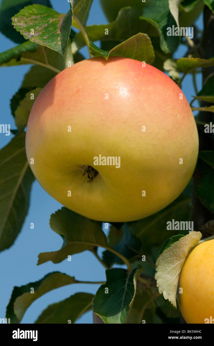 Domestic Apple (Malus domestica), variety: Landsberger Renette, apple on a tree. Stock Photo
