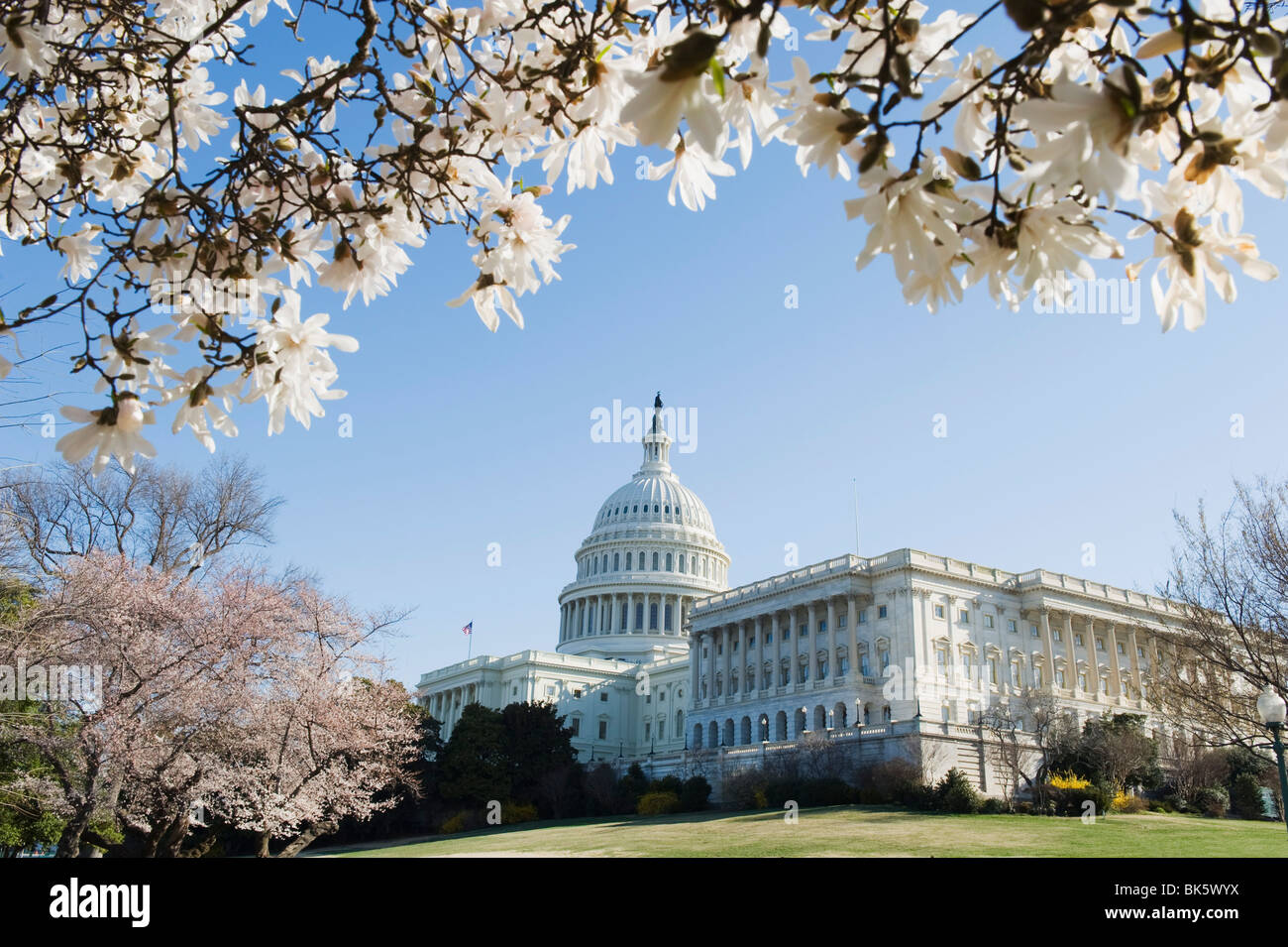 Spring cherry blossom, The Capitol Building, Capitol Hill, Washington D.C., United States of America, North America Stock Photo