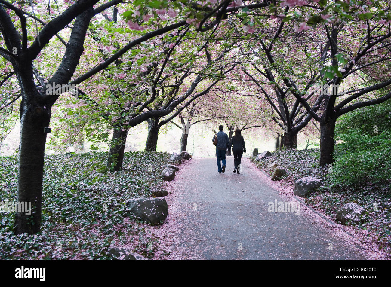 Spring cherry blossom, Brooklyn Botanical Garden, Brooklyn, New York City, New York, United States of America, North America Stock Photo