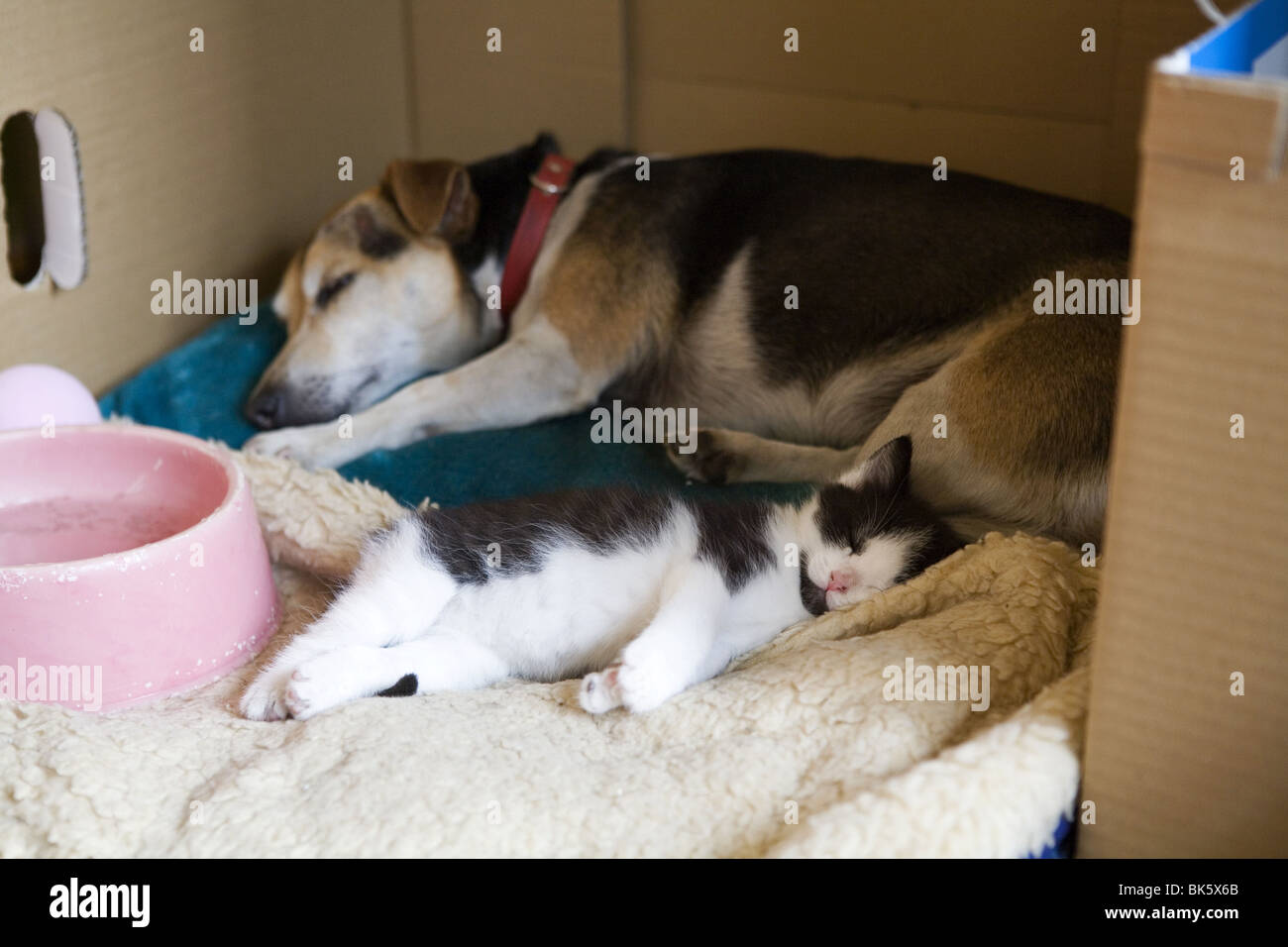 Cat and dog asleep, these two animals are sleeping together in a carton box Stock Photo