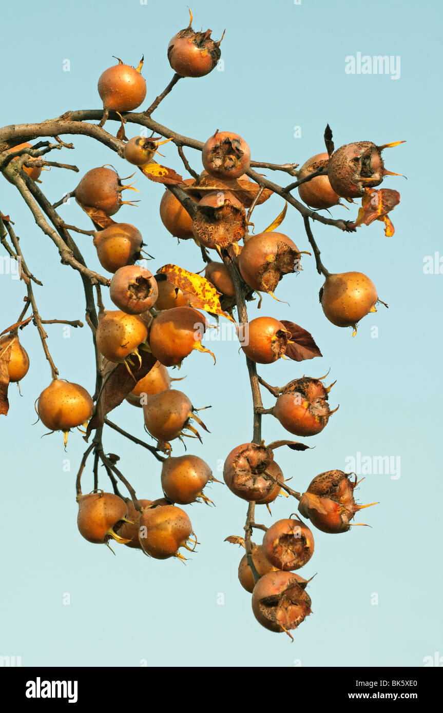 Medlar (Mespilus germanica), fruit in autumn on an almost leafless twig. Stock Photo