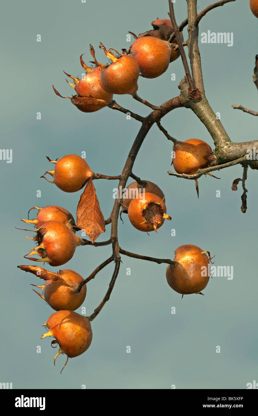 Medlar (Mespilus germanica), fruit in autumn on an almost leafless twig. Stock Photo