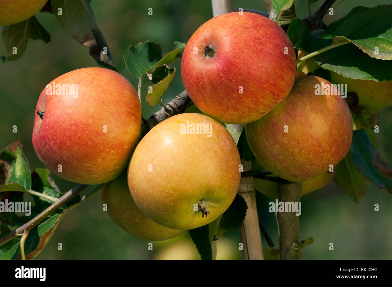 Domestic Apple (Malus domestica), variety: Geheimrat Oldenburg, apples on a tree. Stock Photo