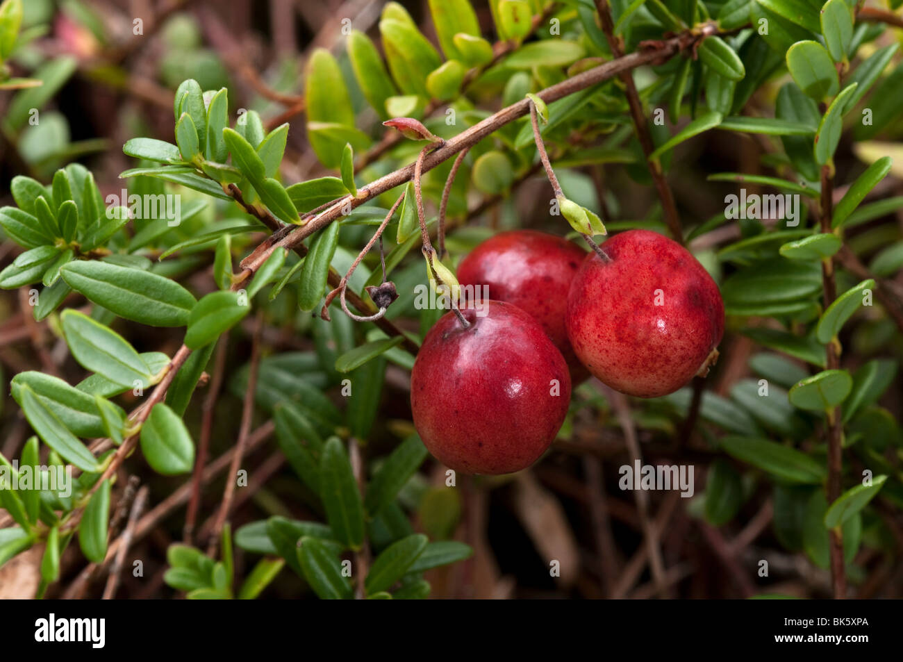 American Cranberry (Vaccinium macrocarpon, Oxycoccus macrocarpus). Ripe fruit on a plant. Stock Photo