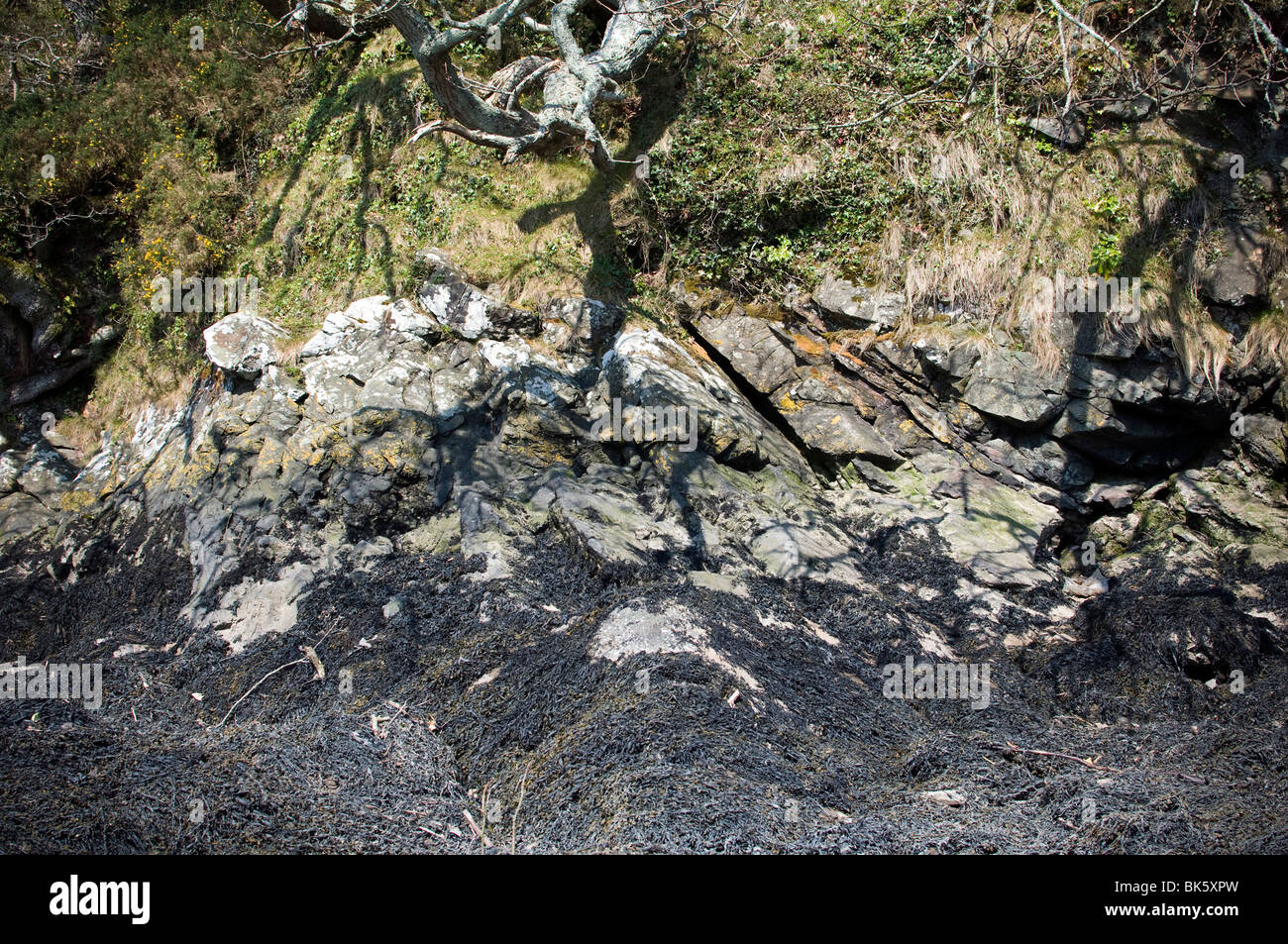 Shoreline Stock Photo