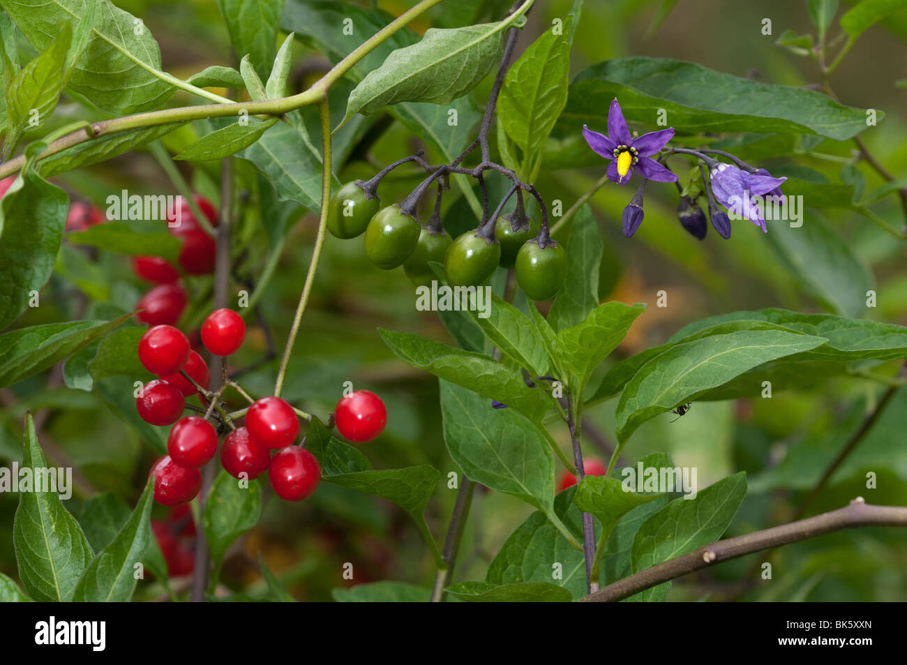 Bittersweet Nightshade, Deadly Nightshade (Solanum dulcamara), plant with ripe and unripe berries and flowers. Stock Photo