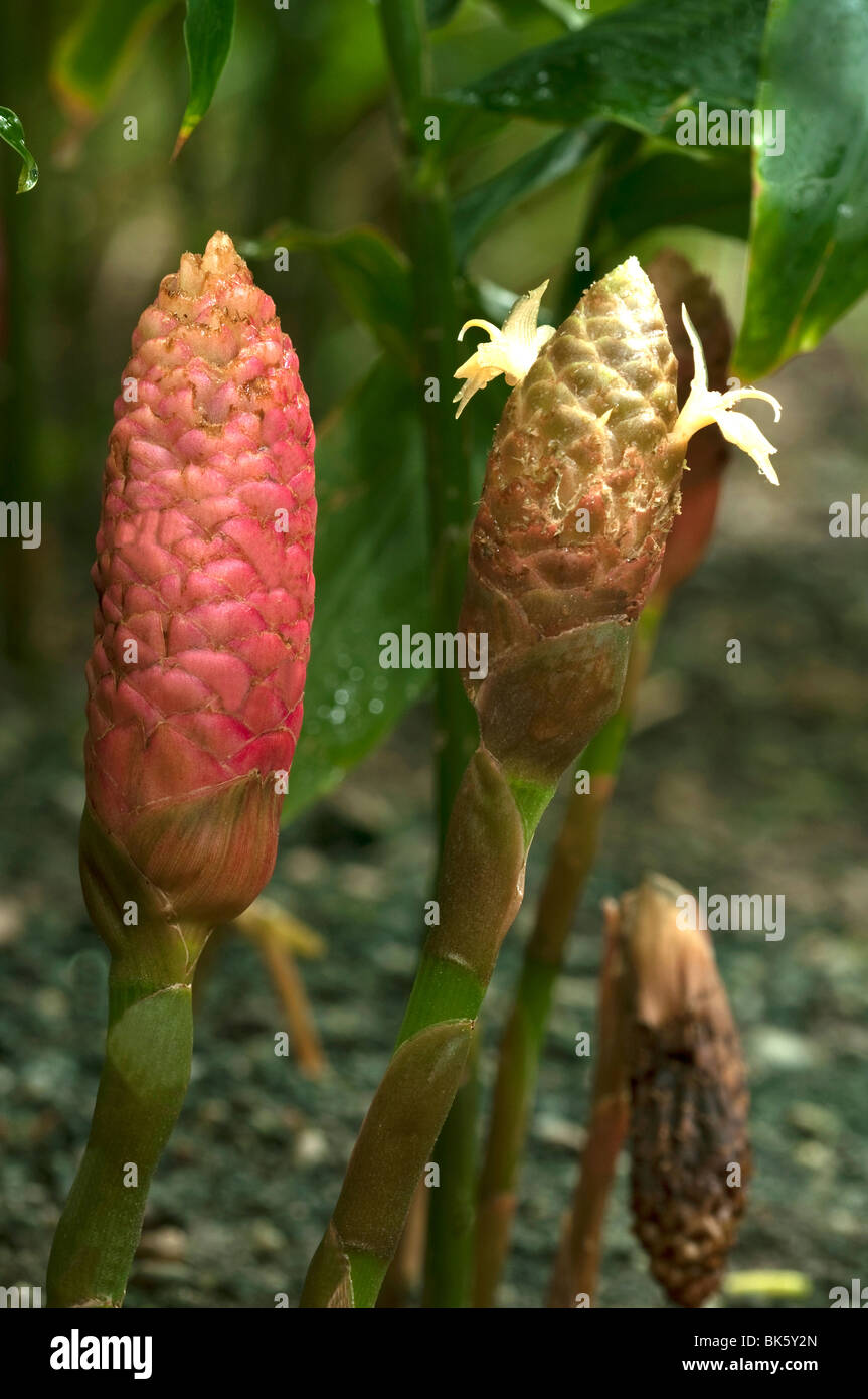 Ginger (Zingiber officinale), inflorescences with flowers. Stock Photo