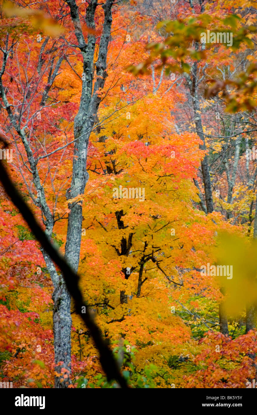 Fall Foliage, Autumn Colors,Colour, White Mountain National Forest, New
