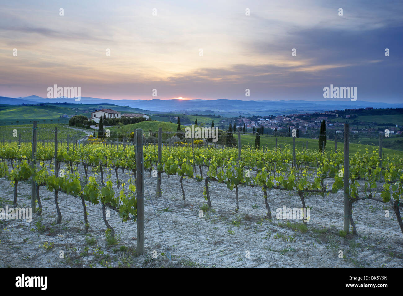 Vineyard at sunset above the village of Torrenieri, near San Quirico d'Orcia, Tuscany, Italy, Europe Stock Photo