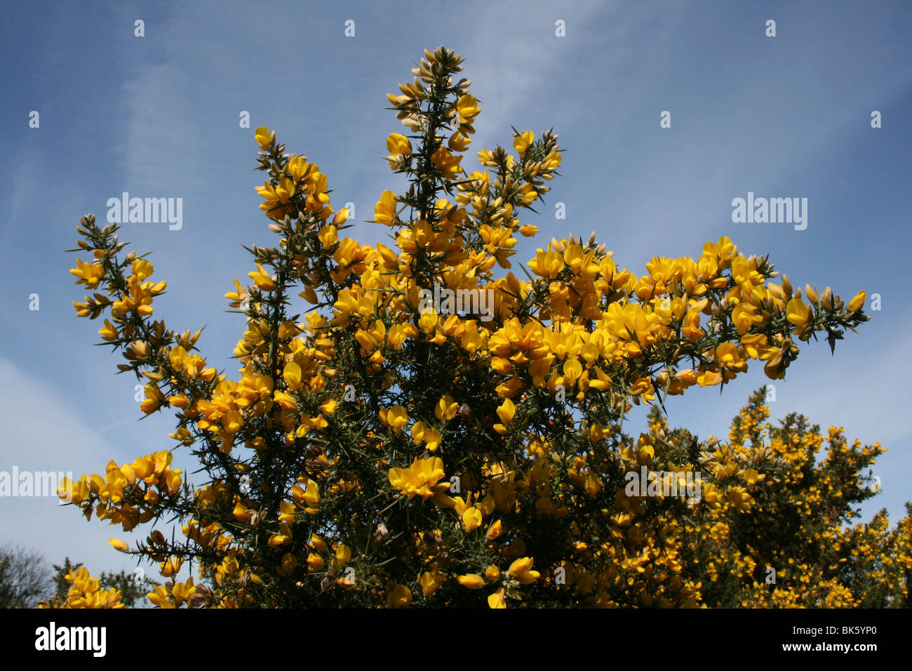 Common Gorse Ulex europaeus Bush Against A Blue Sky Taken On Caldy Hill, Wirral, UK Stock Photo