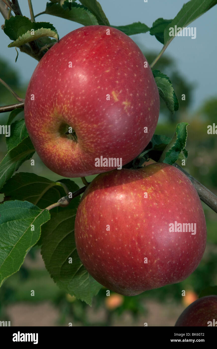 Domestic Apple (Malus domestica), variety: Red Boskoop, apples on a tree. Stock Photo