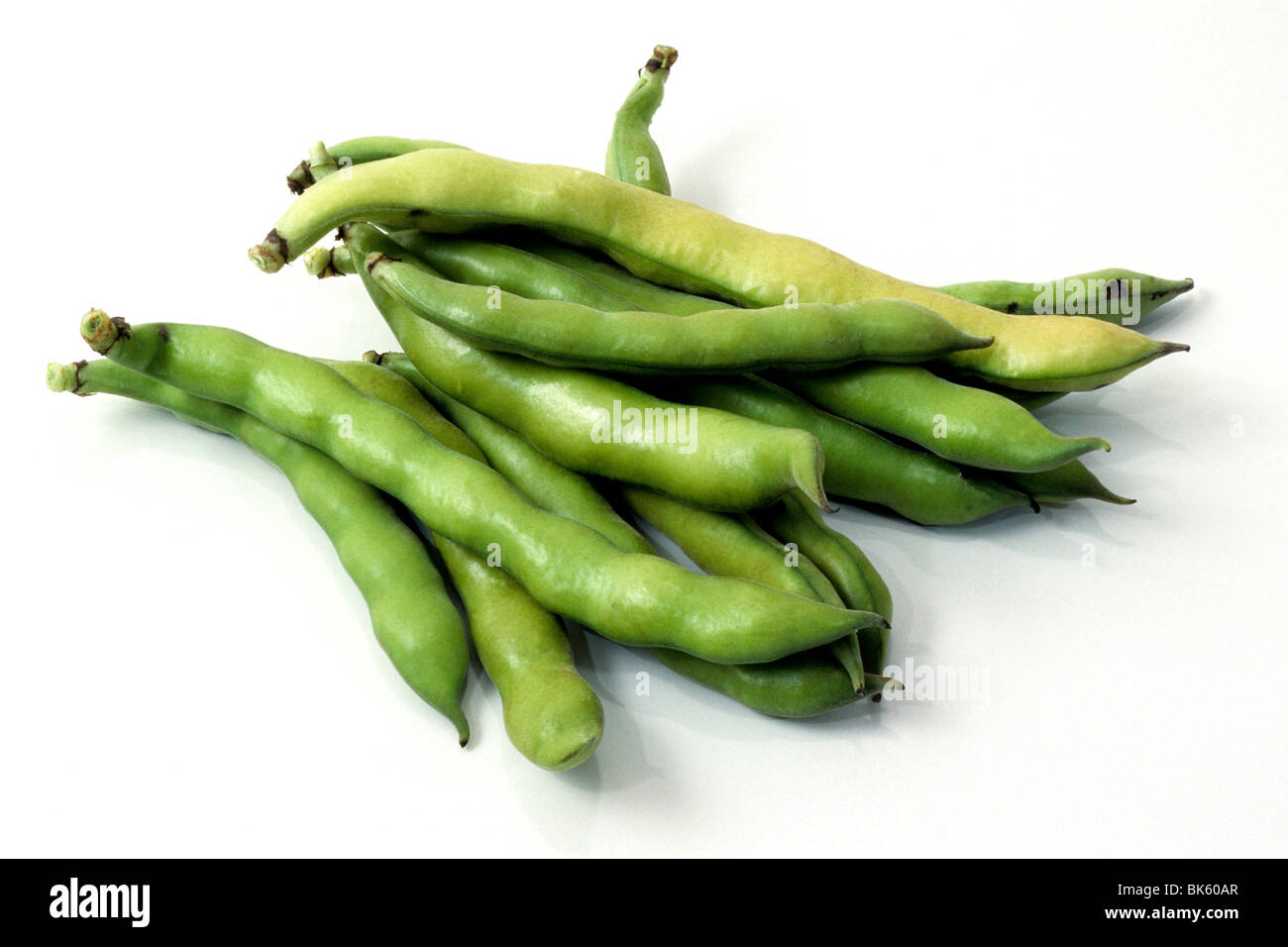 Broad Bean (Vicia faba), pods, studio picture. Stock Photo