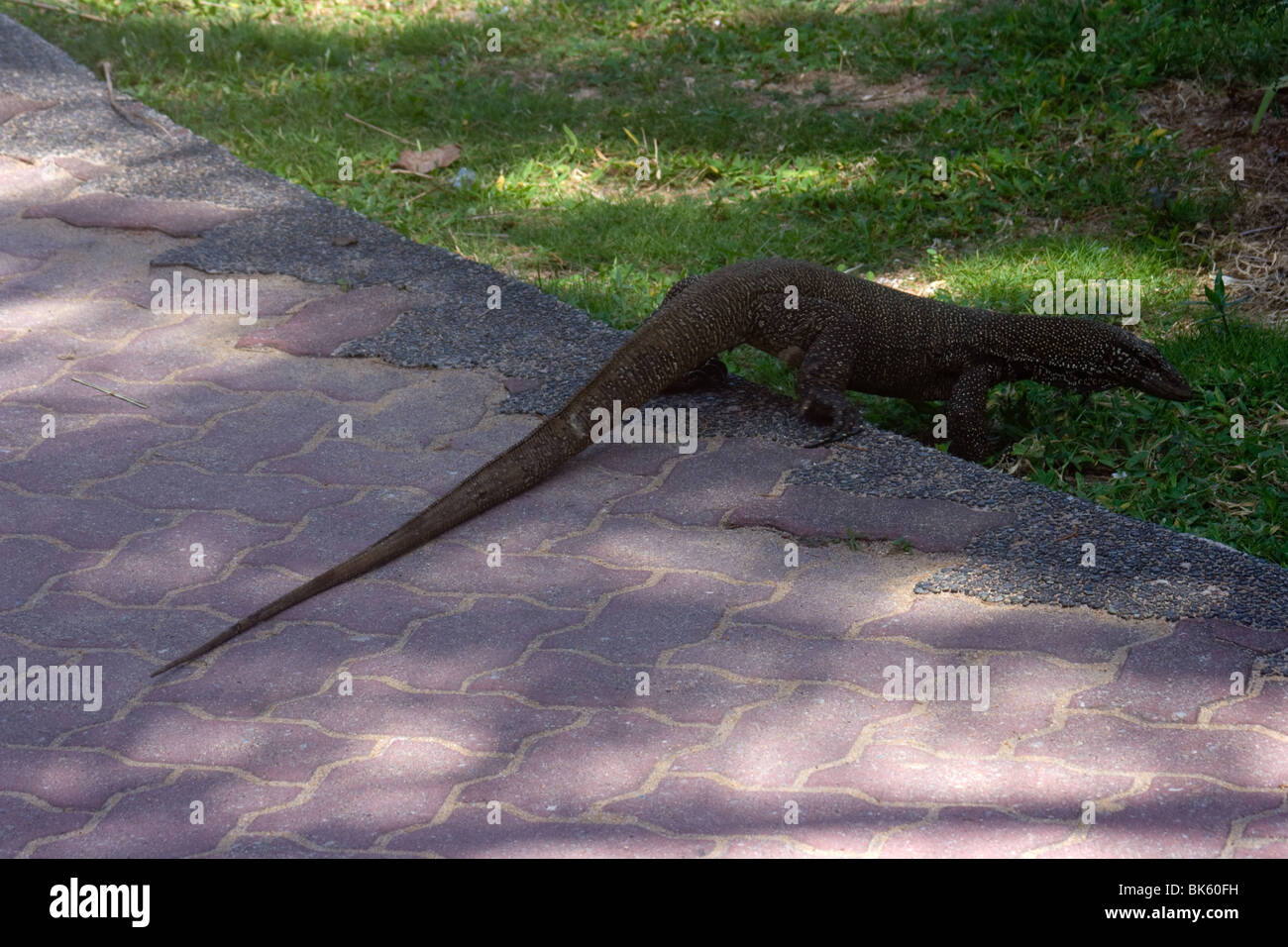 Water monitor lizard malaysia tioman island asia Stock Photo Alamy