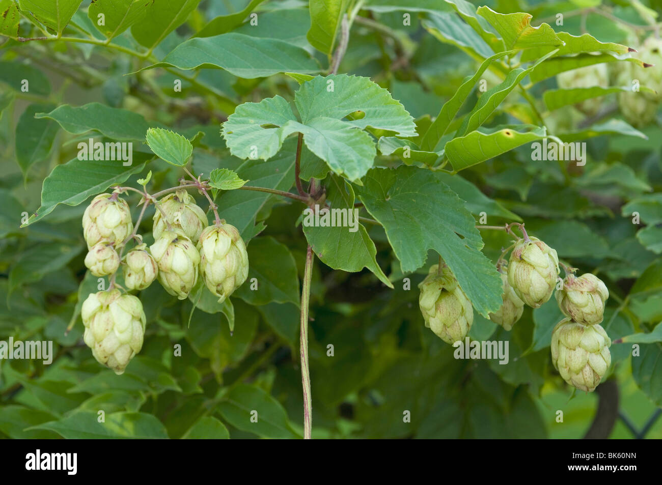Hops (Humulus lupulus), female inflorescences Stock Photo