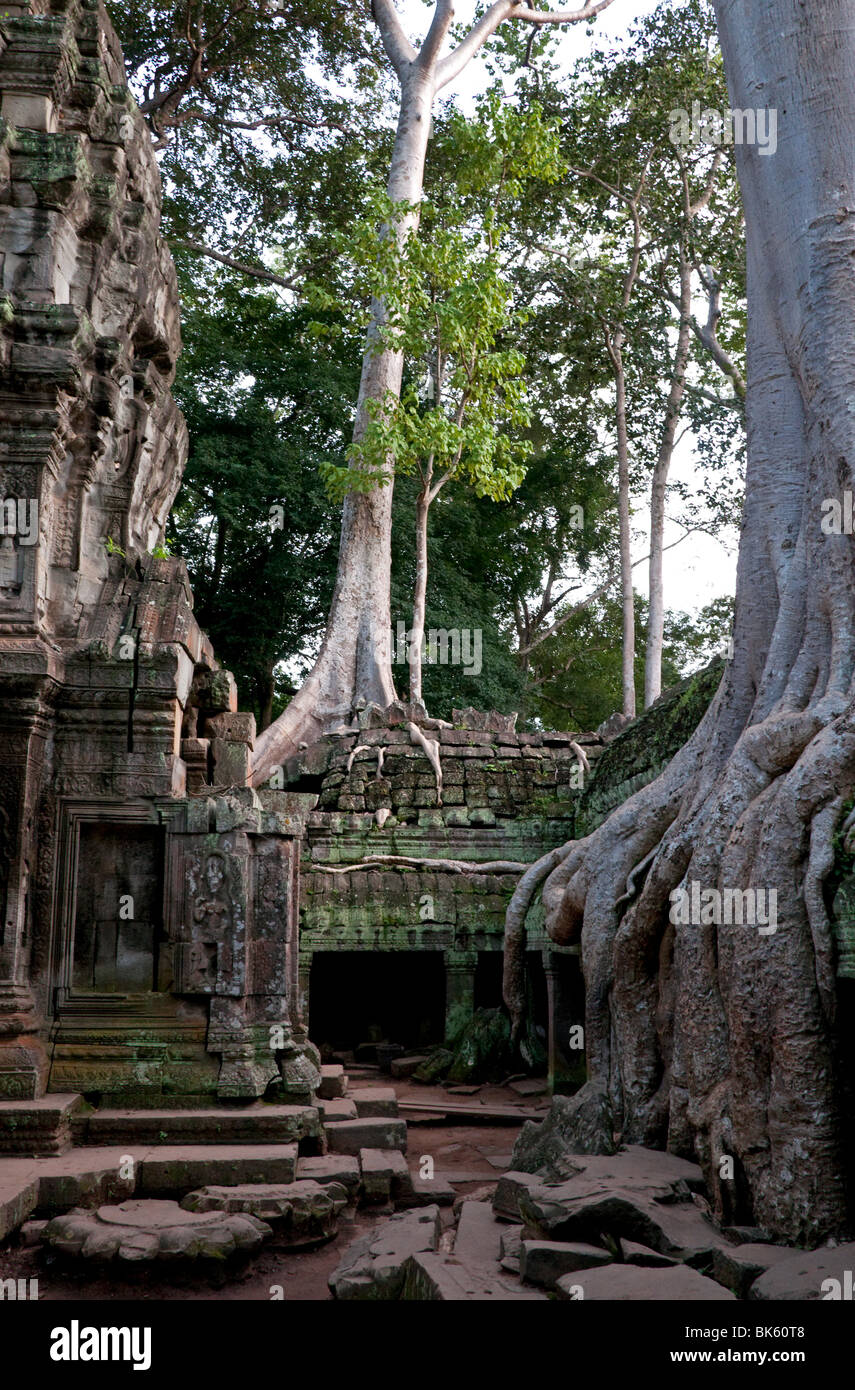 Tree roots covering building ruins hi-res stock photography and images ...