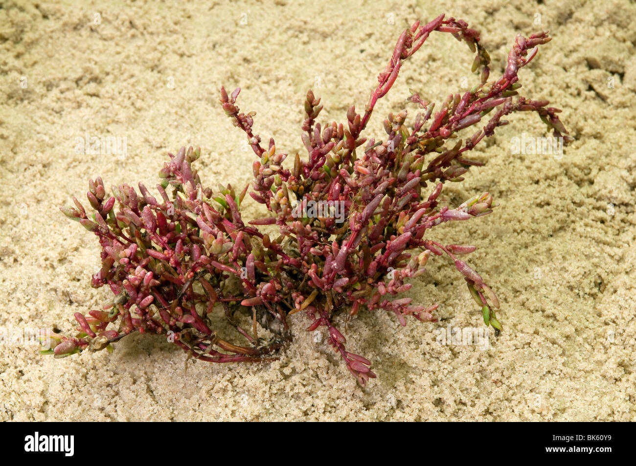 Common Glasswort, Salicorn (Salicornia europaea), plant in autumn colors. Stock Photo