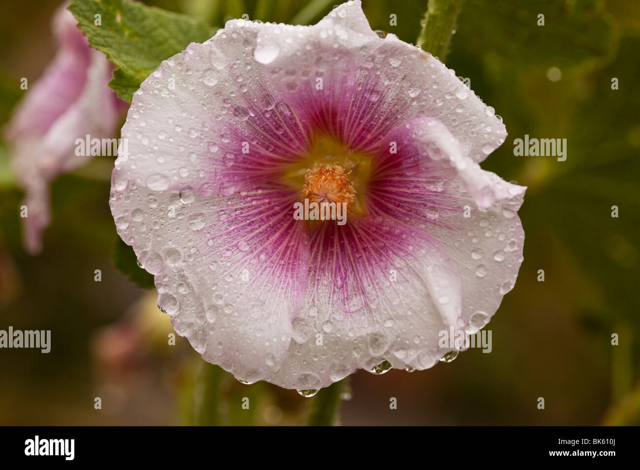 Hollyhock (Alcea rosea) Stock Photo